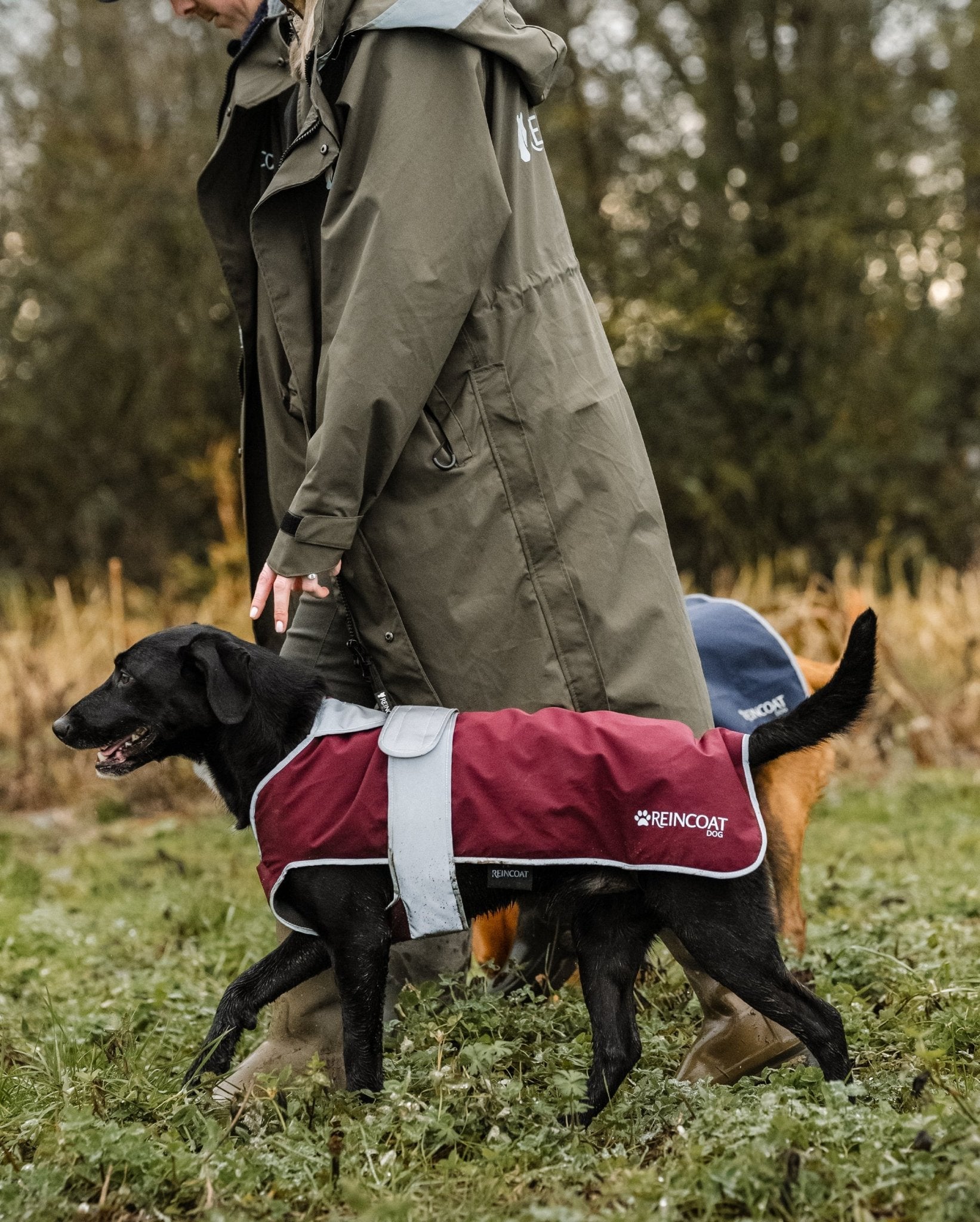 Reincoat Dog - Burgundy - Reincoat