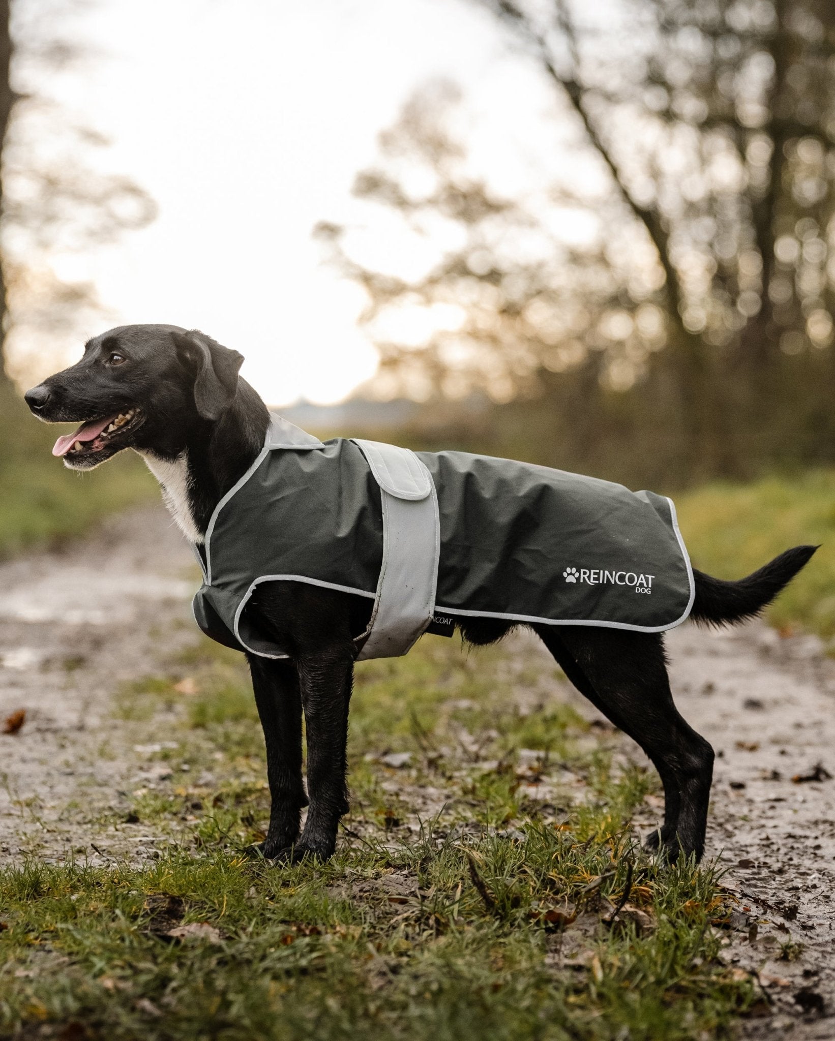 Reincoat Dog - Olive - Reincoat